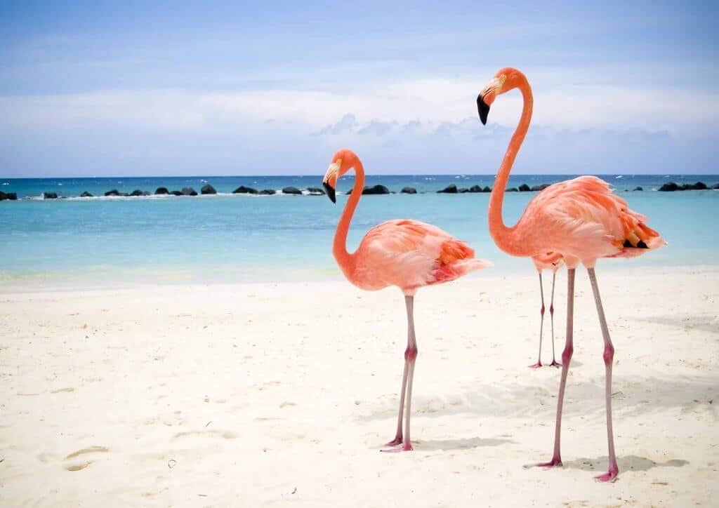 Flamingo on beach