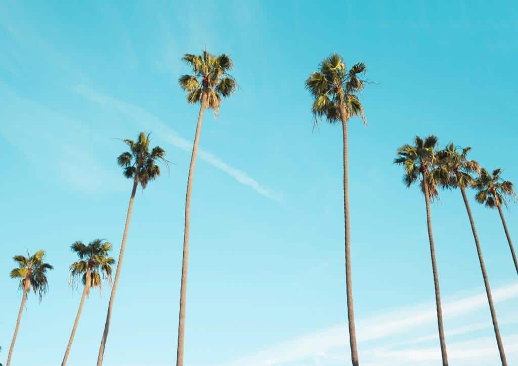 Palms Los Angeles