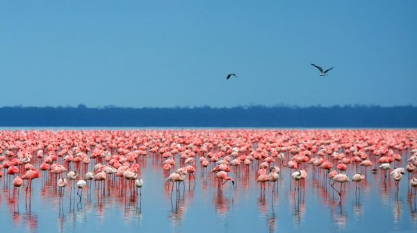 flamingos in kenya