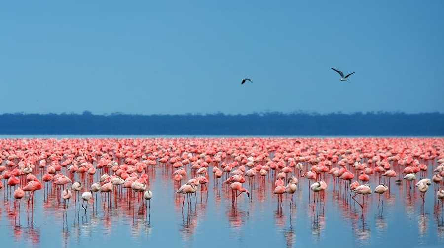 flamingos in kenya