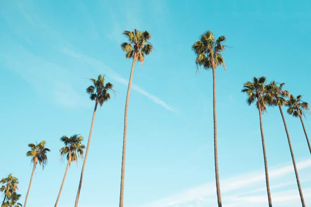 Los Angeles Palms