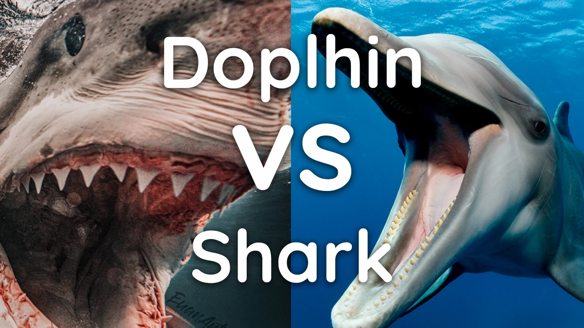 Can dolphins kill sharks